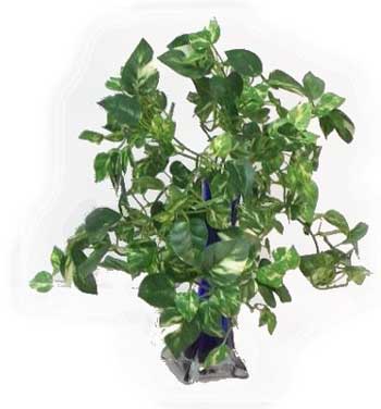 Mini Philo Plant